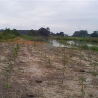 Newly planted alder saplings in buffer area.