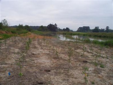 Newly planted alder saplings in buffer area.