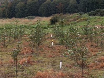 Alder saplings with instrumentation between rows.