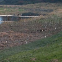 Exposed buffer area at low water.