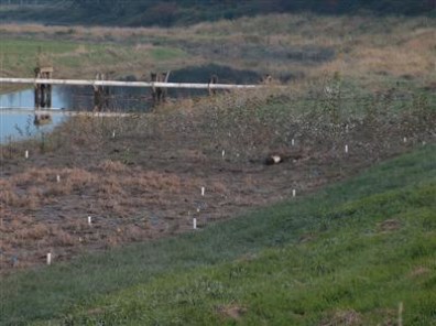 Exposed buffer area at low water.