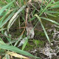 Beaver damage on poplars.