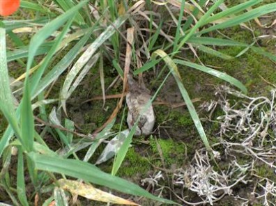 Beaver damage on poplars.