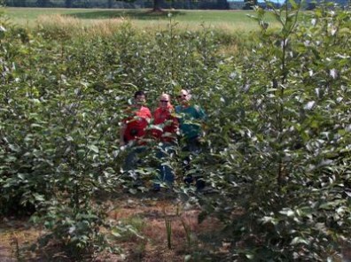 Alder plot is over 15 feet tall (July 2005).