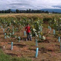 Poplar plot is over 10 feet tall (July 2005).