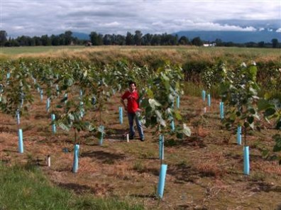 Poplar plot is over 10 feet tall (July 2005).