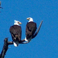 Resident bald eagle pair overseeing activity at site.