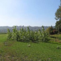 Grass and poplar plots, autumn year 1