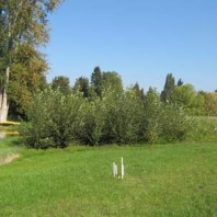 Grass and alder plots, summer year 2.