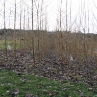 Poplar leaf litter, winter year 3.