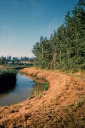 Trees buffer Joe Leary Slough