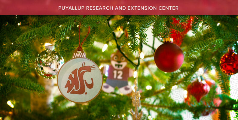 WSU holiday ornaments handing on evergreen branches