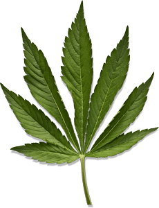 Cannabis leaf