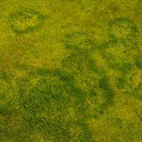 Turfgrass with damage apparent