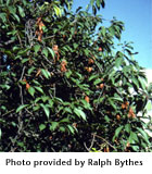 Cherry tree with symptoms of Brown Rot