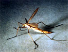 Cranefly