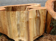 Cut section of hollow trunk