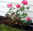 Roses next to white house