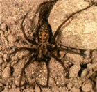 Hobo Spider