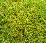 Moss in turfgrass