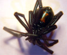 Black Widow spider