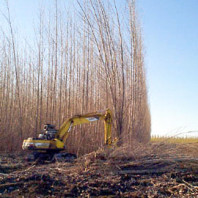 Timber harvester felling and stacking hybrid poplar trees.