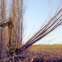 Timber harvester felling hybrid poplar trees.