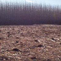 Field of low stumps with standing timber in the background.