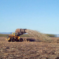 Loader lifting a bunch of logs.