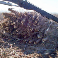 A pile of logs.