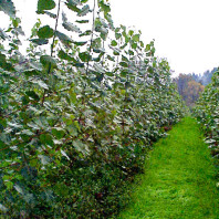 View down a row of hybrid poplar saplings.