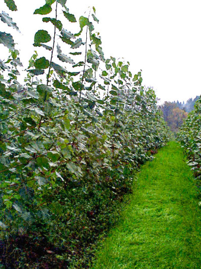 View down a row of hybrid poplar saplings.