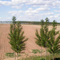 Young hybrid poplar border an tilled field.