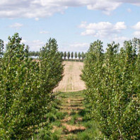 Rows of hybrid poplar trees.