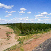 Hybrid poplar trees line the perimeter of a circle irrigation field.