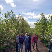Group of men talk between rows of hybrid poplar.