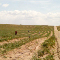 Workers planting in a prepared field.
