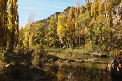 Poplars grow along the banks of a winding river.