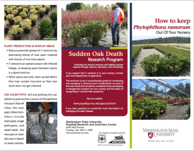 link to brochure about keeping Sudden Oak Death out of your tree nursery.
