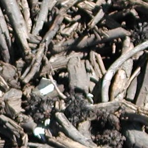 Woody compost feedstock photo.