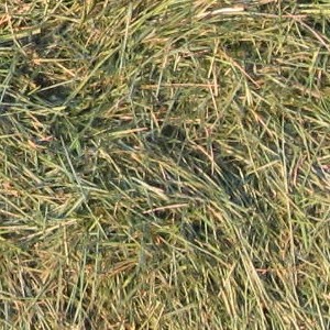 Green Grass compost feedstock photo.