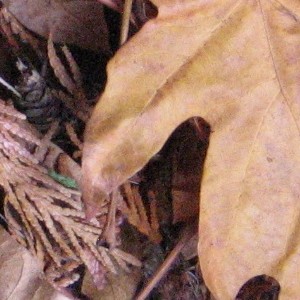 Brown leafy compost feedstock photo.