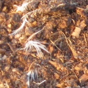 Chicken Manure compost feedstock photo.
