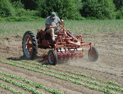 Photo of Allis G tractor and weed basket, weeding row vegetable crop.