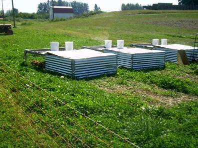 Photo of pastured poultry moveable pens showing the previous day's grazed area in the foreground of the cages.