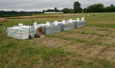 Photo of asture Poultry Cage, showing grazed areas behind cages.