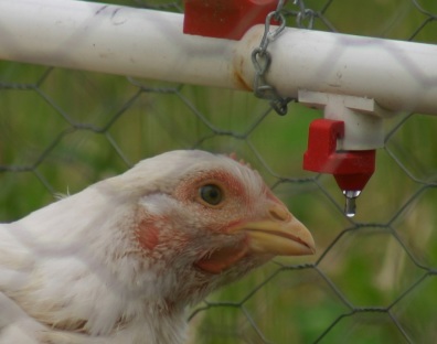 Photo of pasture Poultry Cage, nipple waterer.