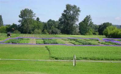 Organic Farming Systems photo of plots, one replicate outlined in purple.