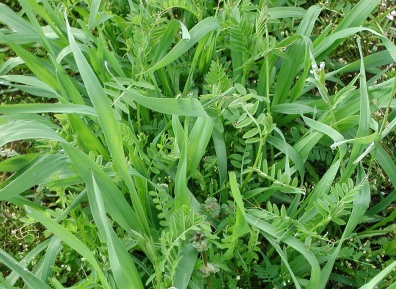 Photo of winter cereal rye vetch mix as a cover crop.