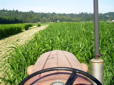 Photo of mowing down sudangrass, a summer cover crop.